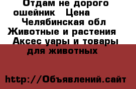 Отдам не дорого ошейник › Цена ­ 150 - Челябинская обл. Животные и растения » Аксесcуары и товары для животных   